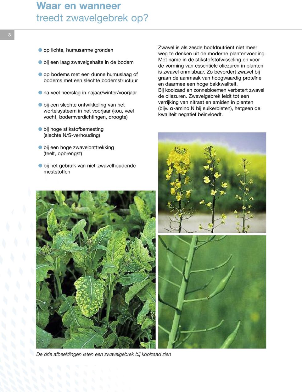 slechte ontwikkeling van het wortelsysteem in het voorjaar (kou, veel vocht, bodemverdichtingen, droogte) Zwavel is als zesde hoofdnutriënt niet meer weg te denken uit de moderne plantenvoeding.