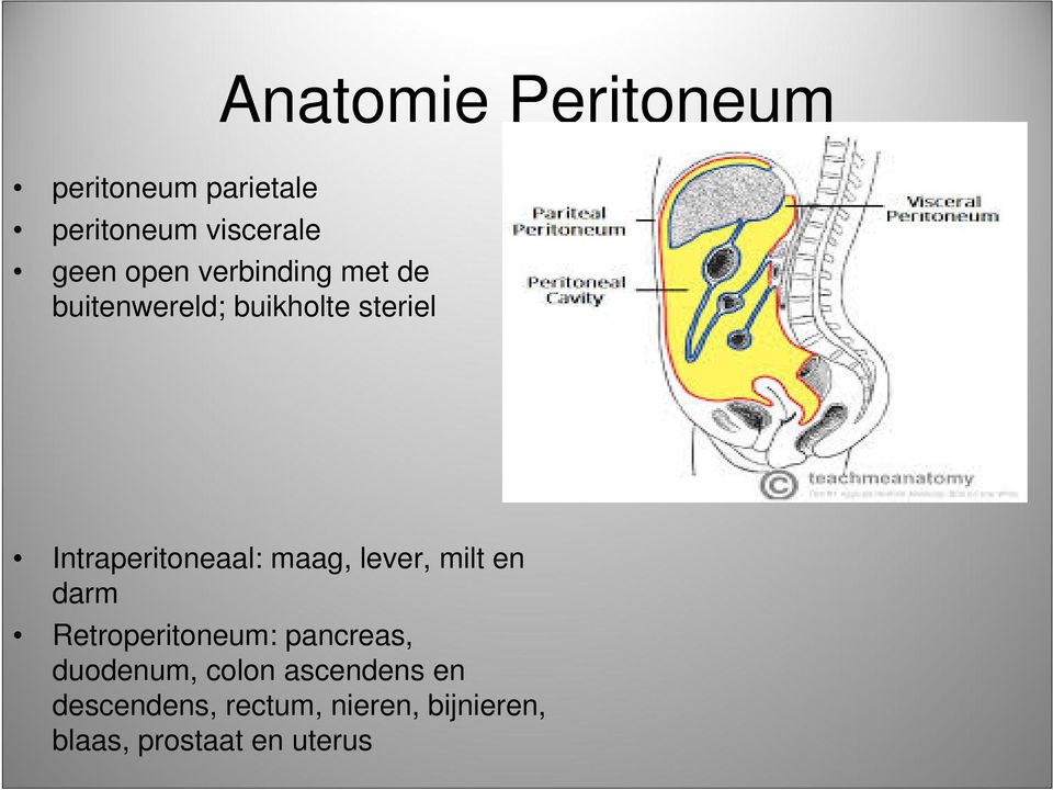 maag, lever, milt en darm Retroperitoneum: pancreas, duodenum, colon
