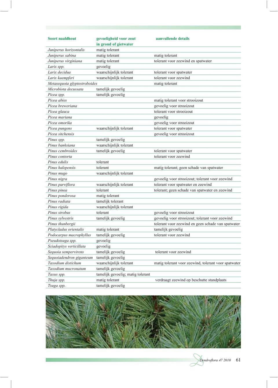 Picea abies voor strooizout Picea breweriana voor strooizout Picea glauca Picea mariana Picea omorika voor strooizout Picea pungens tolerant voor spatwater Picea sitchensis voor strooizout Pinus spp.