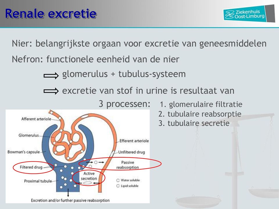 tubulus-systeem excretie van stof in urine is resultaat van 3