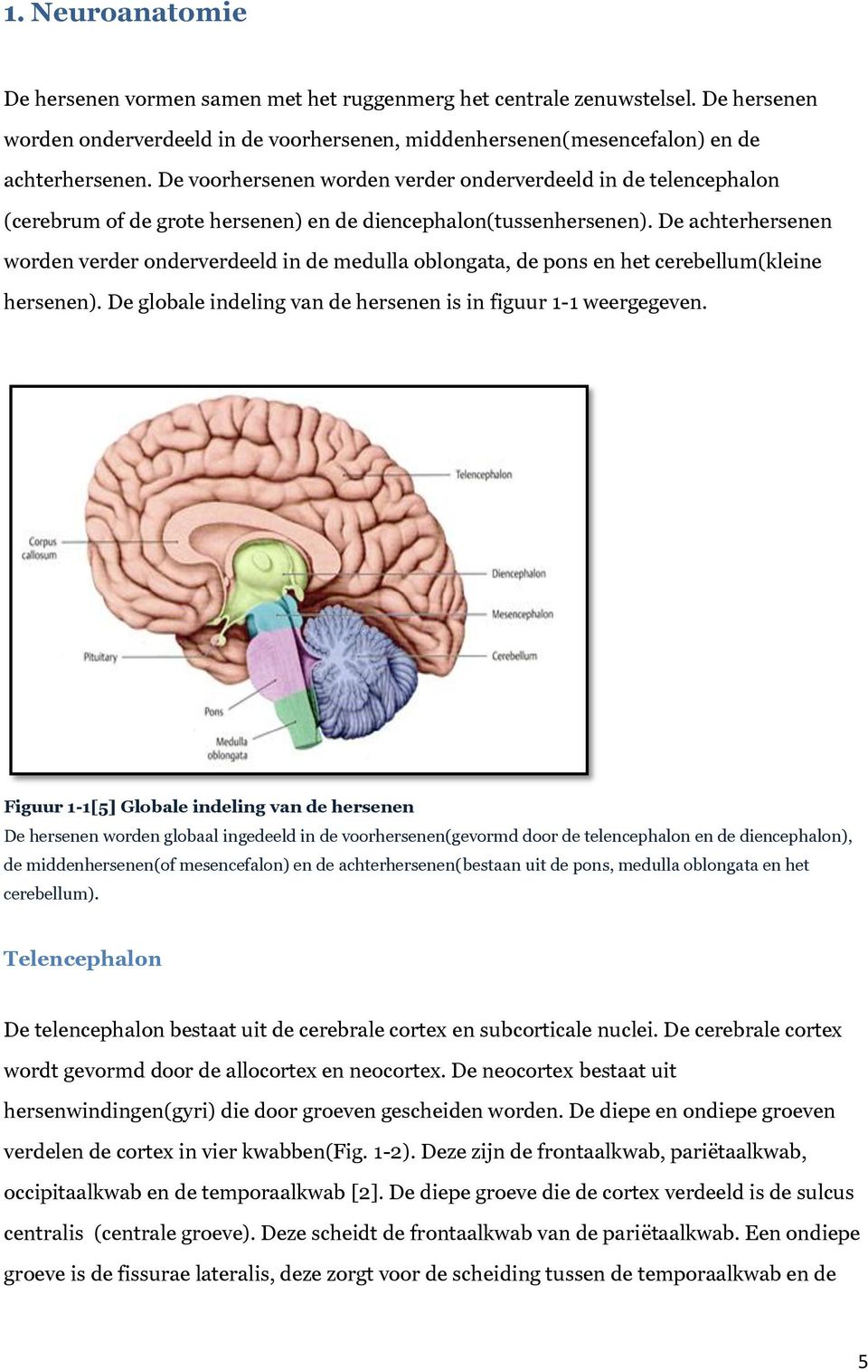 De achterhersenen worden verder onderverdeeld in de medulla oblongata, de pons en het cerebellum(kleine hersenen). De globale indeling van de hersenen is in figuur 1-1 weergegeven.