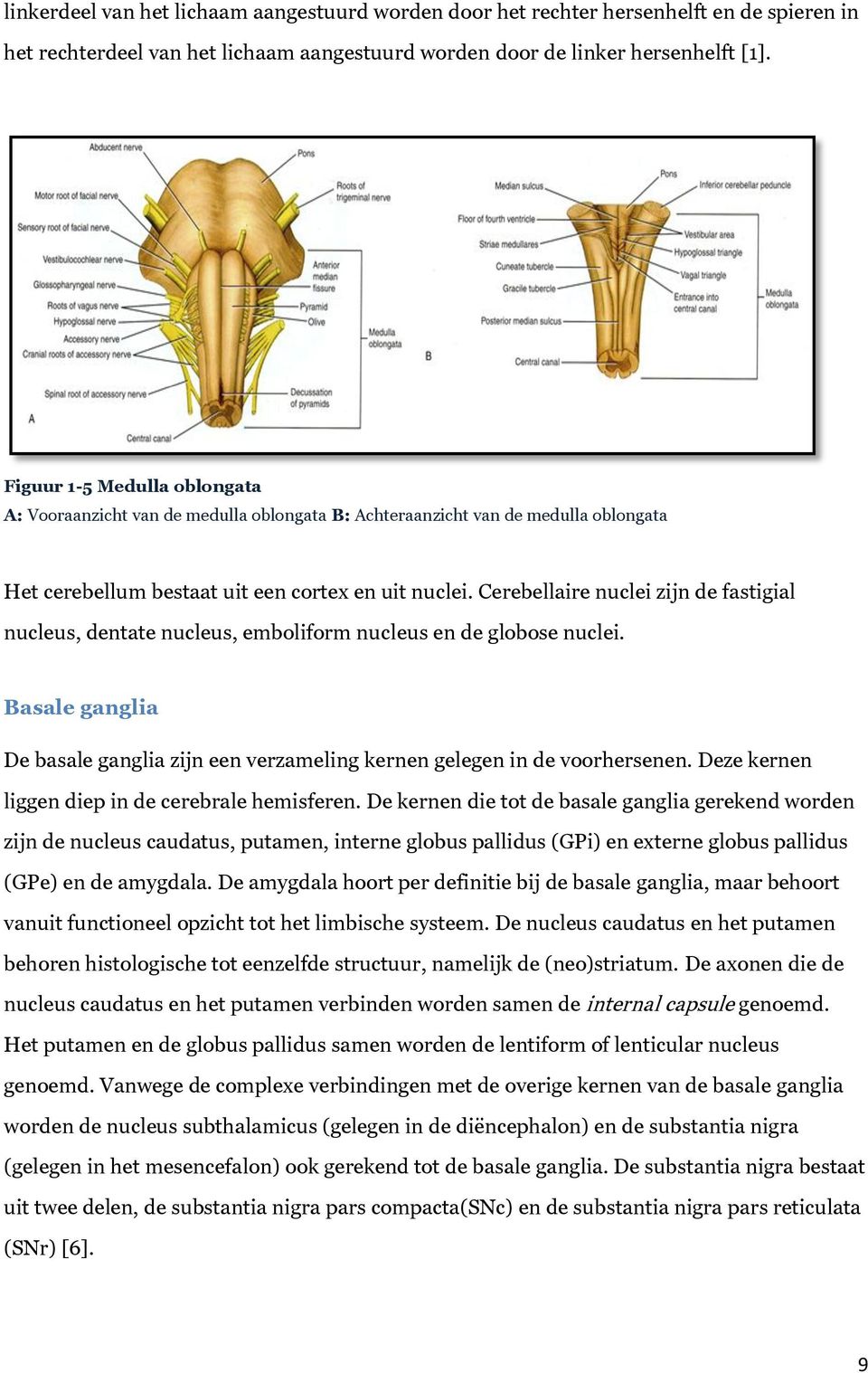 Cerebellaire nuclei zijn de fastigial nucleus, dentate nucleus, emboliform nucleus en de globose nuclei. Basale ganglia De basale ganglia zijn een verzameling kernen gelegen in de voorhersenen.