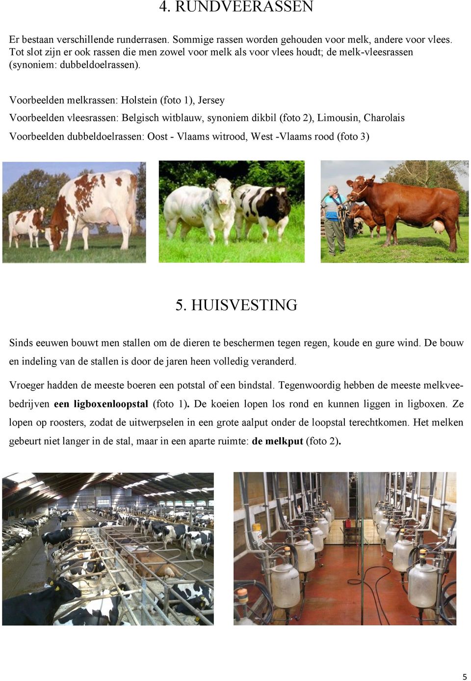 Voorbeelden melkrassen: Holstein (foto 1), Jersey Voorbeelden vleesrassen: Belgisch witblauw, synoniem dikbil (foto 2), Limousin, Charolais Voorbeelden dubbeldoelrassen: Oost - Vlaams witrood, West