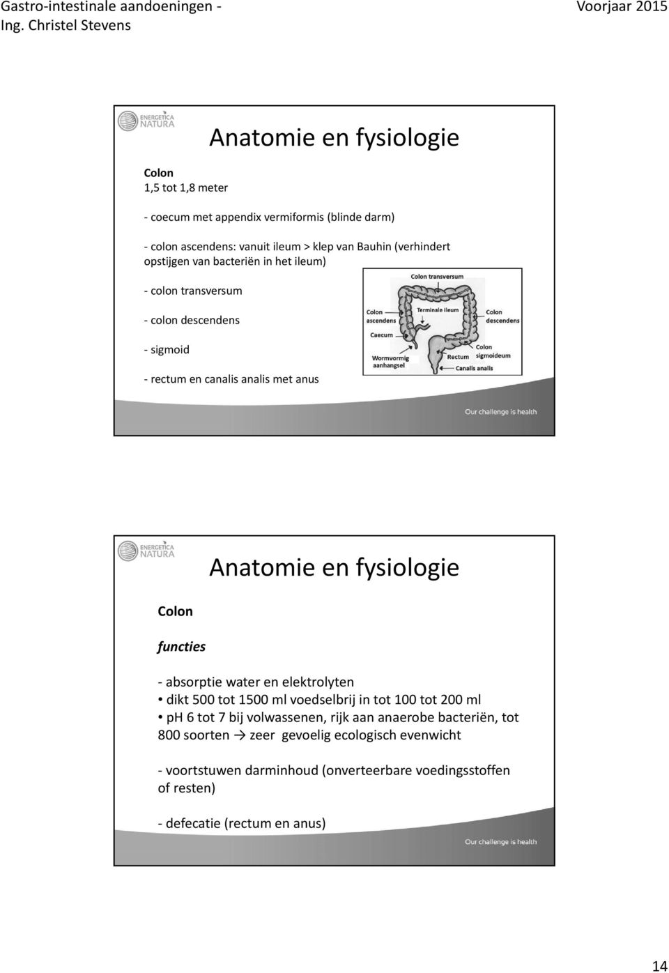 Anatomie en fysiologie absorptie water en elektrolyten dikt 500 tot 1500 ml voedselbrij in tot 100 tot 200 ml ph 6 tot 7 bij volwassenen, rijk aan