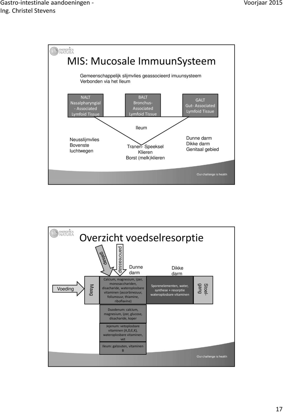 pancreassap Dunne darm Calcium, magnesium, ijzer, monosacchariden, disacharide, wateroplosbare vitaminen (ascorbinezuur, foliumzuur, thiamine, riboflavine) Dikke darm Sporenelementen, water, synthese