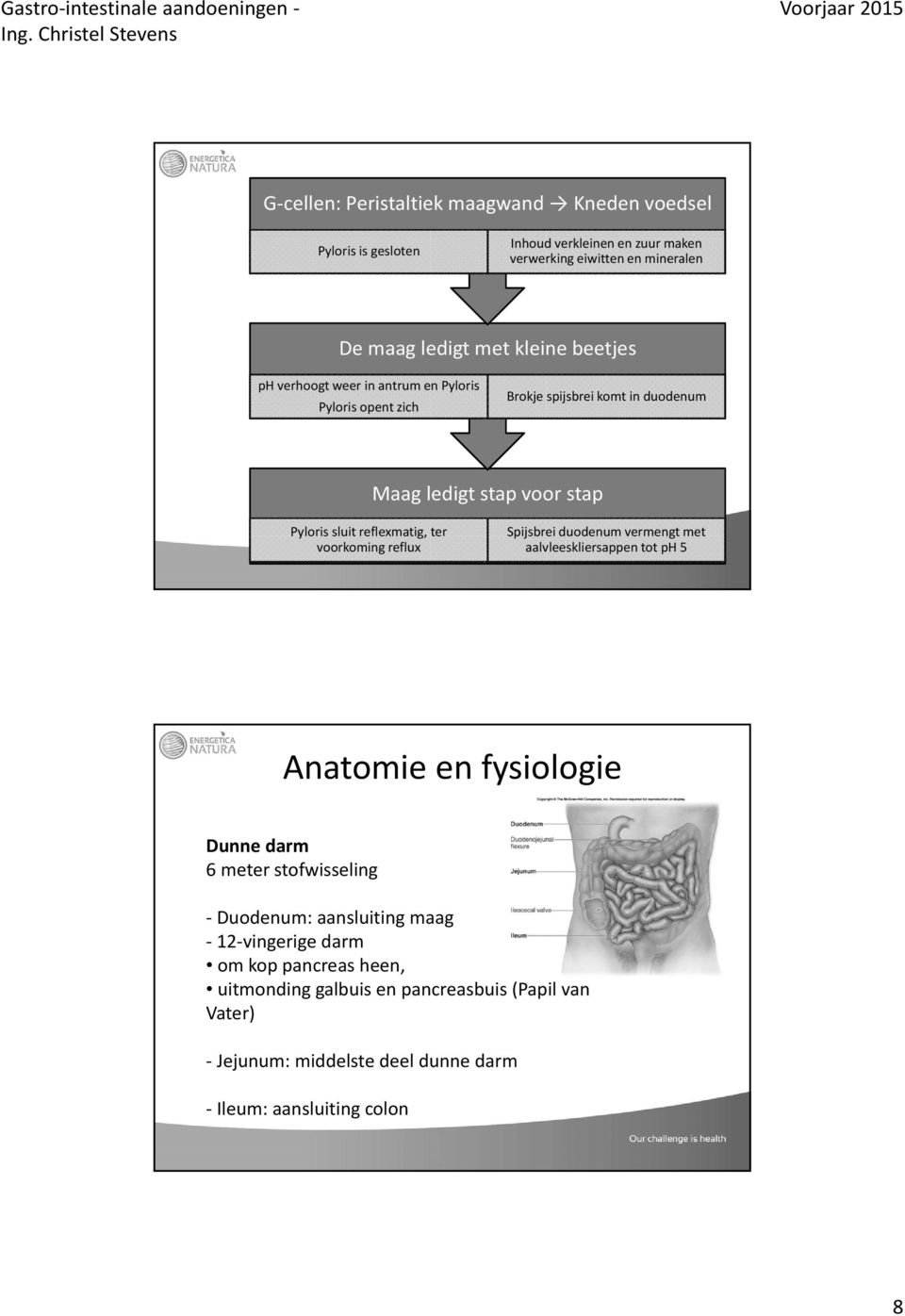 voorkoming reflux Spijsbrei duodenum vermengt met aalvleeskliersappen tot ph 5 Anatomie en fysiologie Dunne darm 6 meter stofwisseling Duodenum: aansluiting