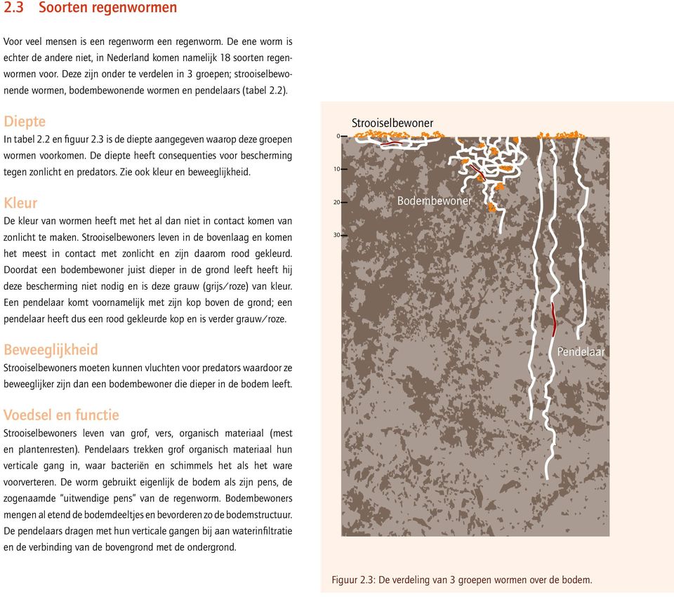 3 is de diepte aangegeven waarop deze groepen wormen voorkomen. De diepte heeft consequenties voor bescherming tegen zonlicht en predators. Zie ook kleur en beweeglijkheid.