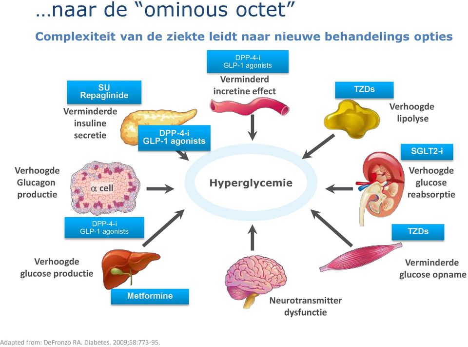 SGLT2-i Verhoogde Glucagon productie a cell Hyperglycemie Verhoogde glucose reabsorptie DPP-4-i GLP-1 agonists TZDs