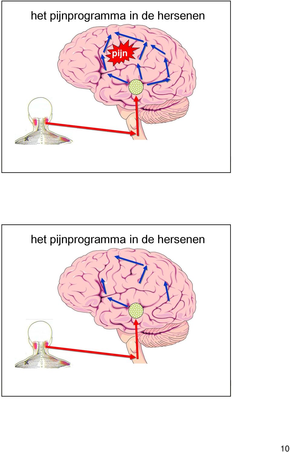 19  hersenen 22-2-2011 Pag.