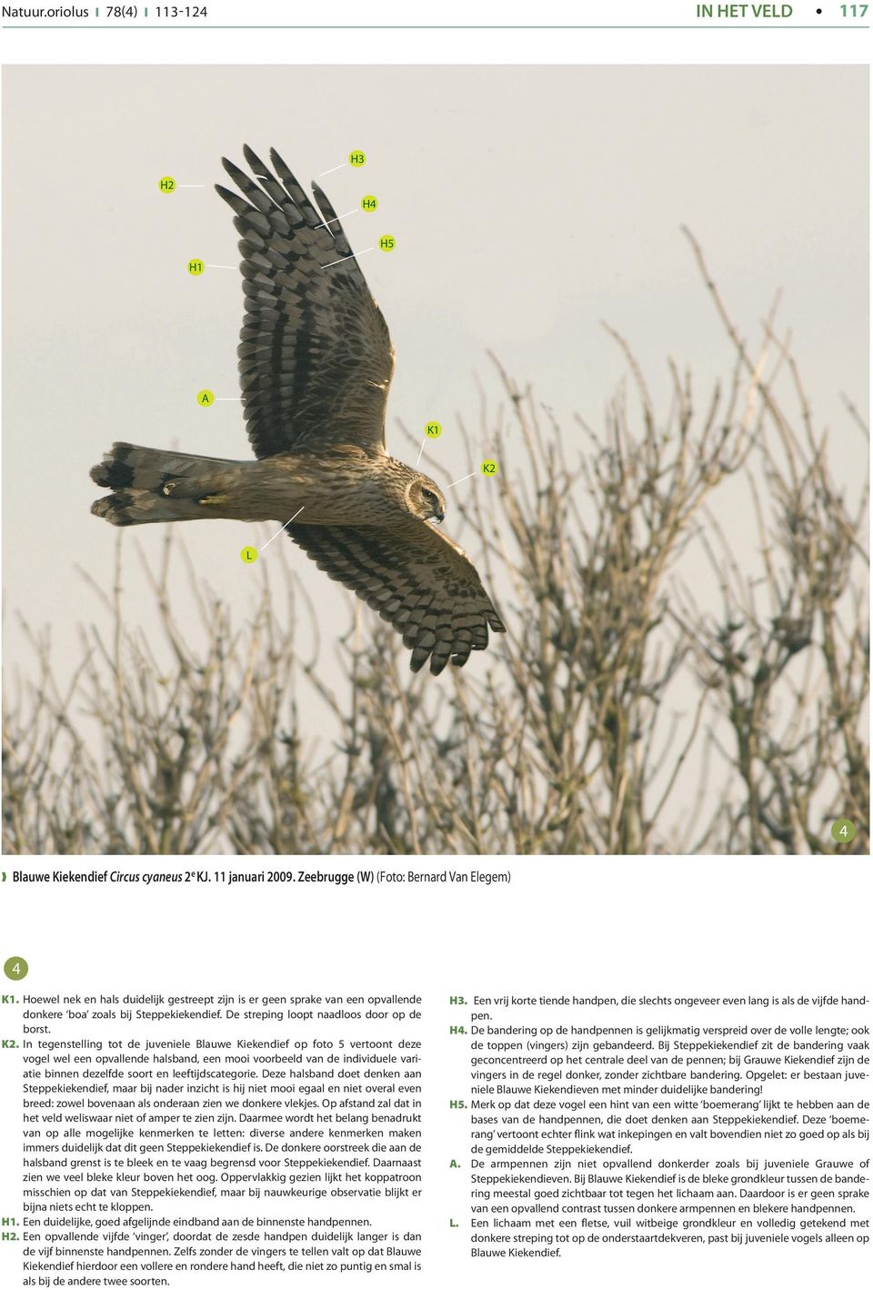 . In tegenstelling tot de juveniele Blauwe Kiekendief op foto 5 vertoont deze vogel wel een opvallende halsband, een mooi voorbeeld van de individuele variatie binnen dezelfde soort en