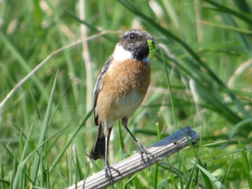 JULI / AUGUSTUS / SEPTEMBER 3/7: Bram Koudijs meldt dat hij dit jaar 350 kievitsnesten heeft gevonden, waarvan 38 in Binnenveld 5/7: Laatste stokken weggehaald uit het Binnenveld; langs Meentweg nog