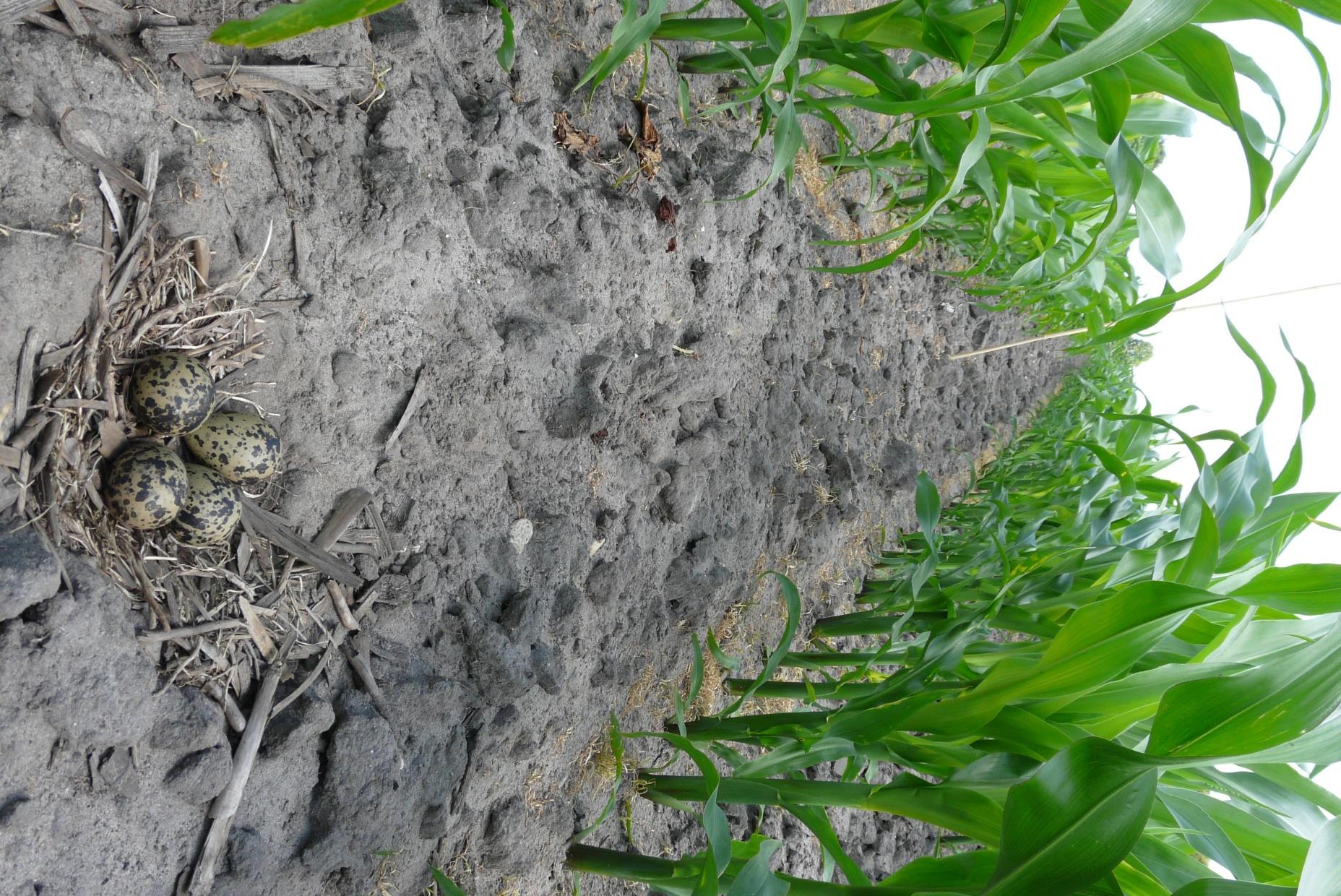 90% van de Kievitsnesten in het Binnenveld ligt op maisland