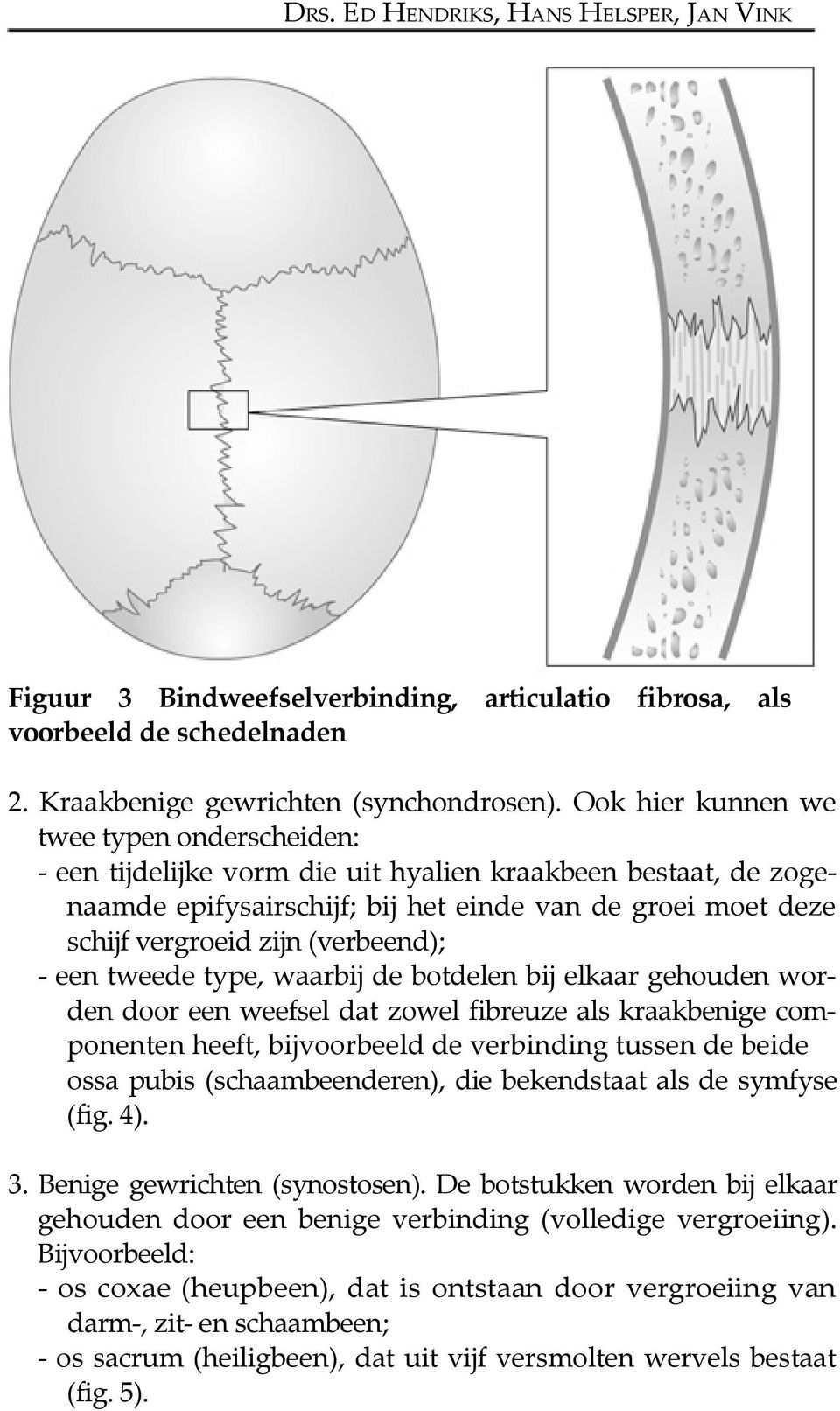 (verbeend); - een tweede type, waarbij de botdelen bij elkaar gehouden worden door een weefsel dat zowel fibreuze als kraakbenige componenten heeft, bijvoorbeeld de verbinding tussen de beide ossa