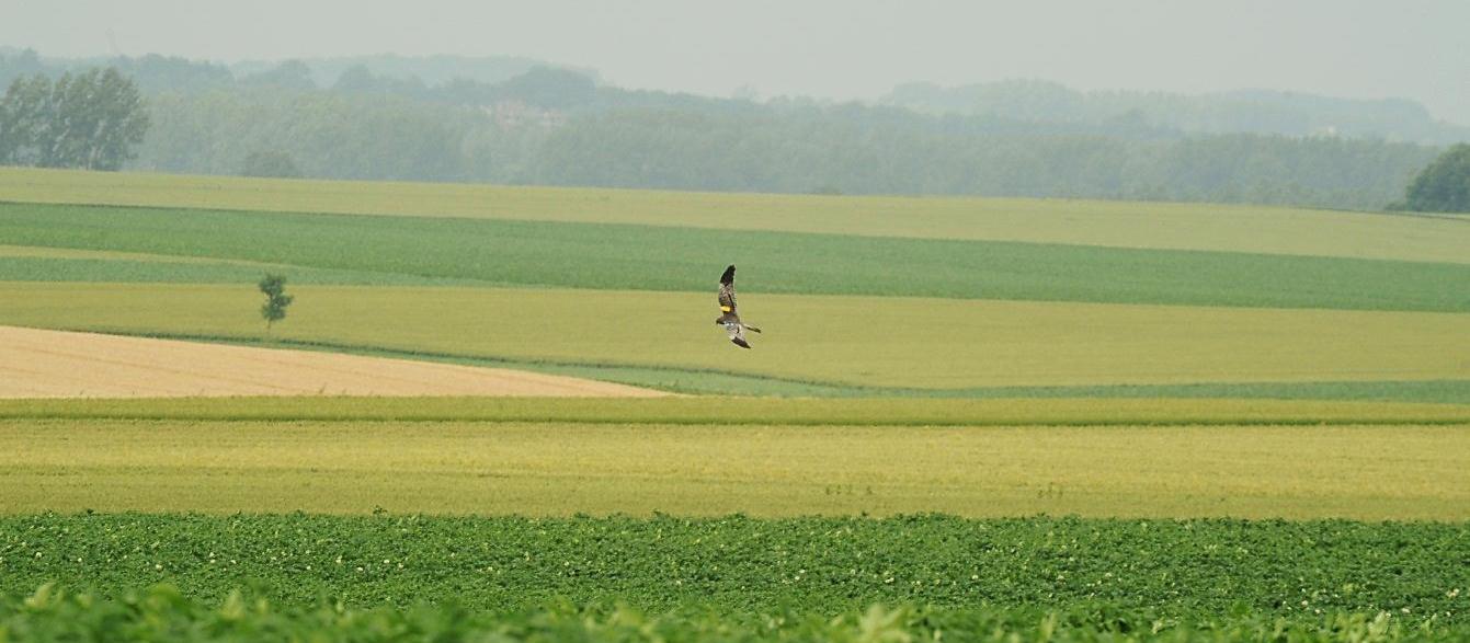 Groningse) nestbescherming. Op dat moment waren de feiten nog erg vers en de jongen in het nest slechts een tiental dagen oud. Hoe het hen daarna verging leest u hieronder.