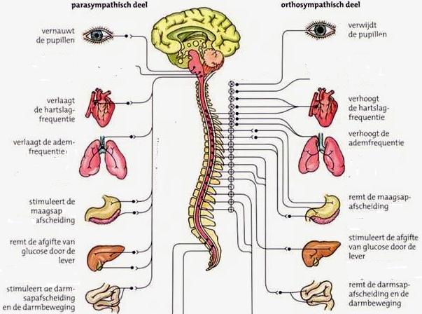 Bijlage 2: Tekst zenuwstelsel met afbeeldingen Centraal zenuwstelsel en perifeer zenuwstelsel Je kunt het zenuwstelsel op twee manieren indelen: op basis van ligging en op basis van functie.