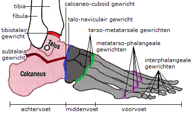 De midvoet bestaat uit de voetwortelbeentjes (naviculare, cuboid en cuneiformen). De voorvoet bestaat uit de middenvoetsbeentjes (metatarsalia) en de tenen.