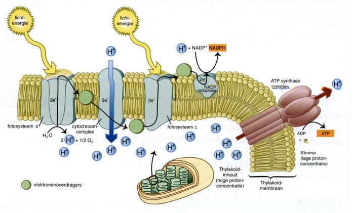 1.6. Synthese van ATP Door de splitsing van water en door de activiteit van de protonenpomp krijgt men een verlaging van de ph in het lumen van de thylakoïdmembraan.