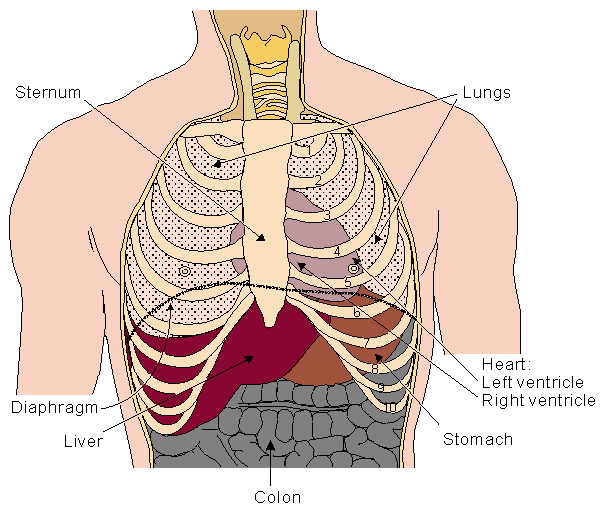 tegenaan. Het hart wat iets links van het midden gesitueerd is, wordt voor een deel beschermd door het borstbeen.