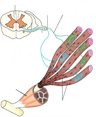 ruggenmerg zenuwcellen zenuw spier spiercellen Figuur 3.15. Een zenuwcel stuurt meerdere spiercellen aan. Deze liggen meestal niet naast elkaar.