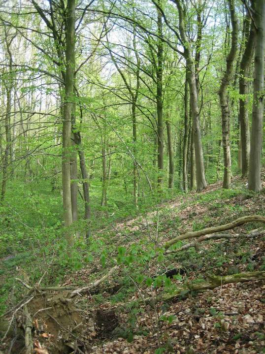 Provincie Oost-Vlaanderen Zuurminnende Atlantische beukenbossen met ondergroei van Ilex of soms Taxus (Quercion robori-petraeae of Ilici-Fagion) Natura 2000 code: 9120 Beschrijving Deze beukenbossen