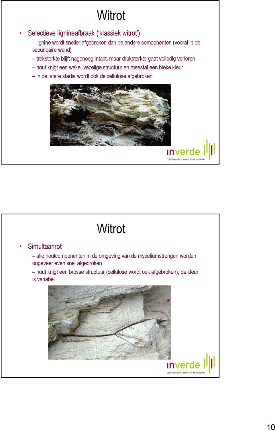 een bleke kleur in de latere stadia wordt ook de cellulose afgebroken Witrot Simultaanrot alle houtcomponenten in de omgeving van de