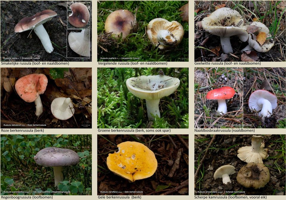 Groene berkenrussula (berk, soms ook spar) Naaldbosbraakrussula (naaldbomen)