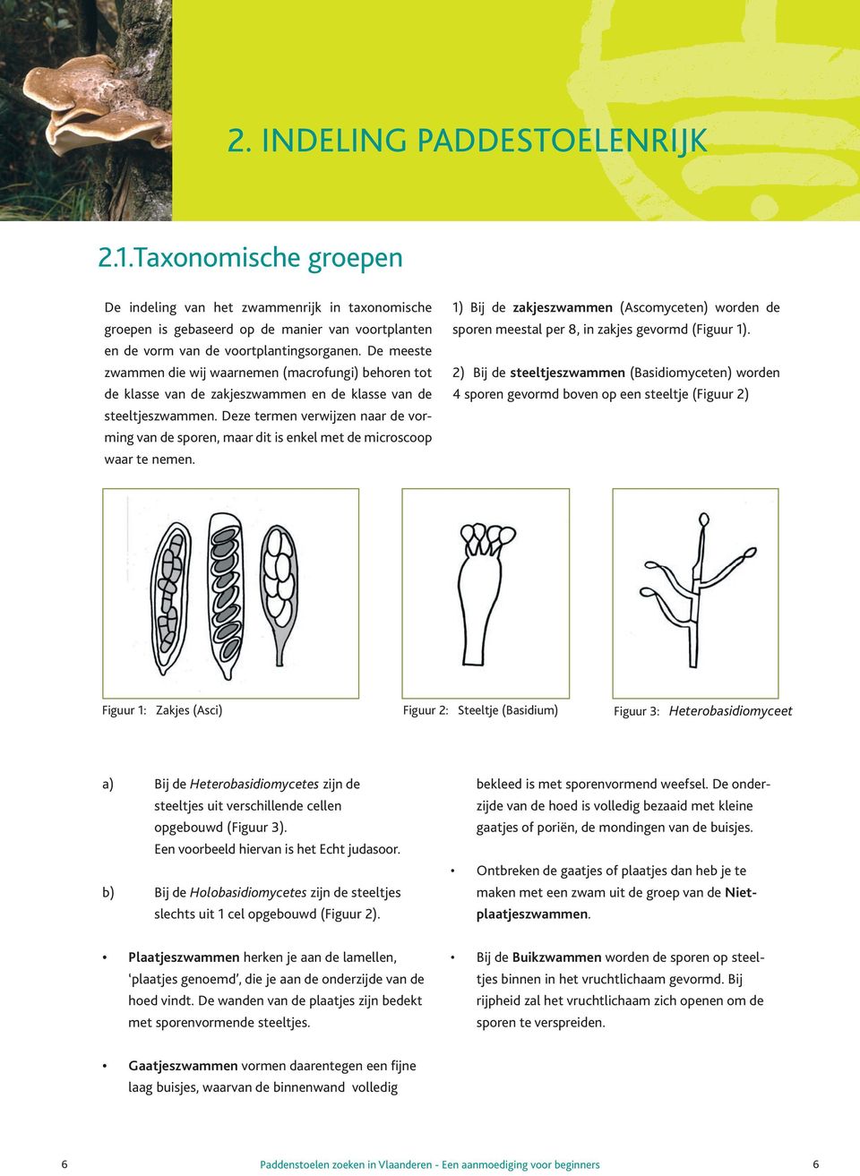 Deze termen verwijzen naar de vorming van de sporen, maar dit is enkel met de microscoop waar te nemen.