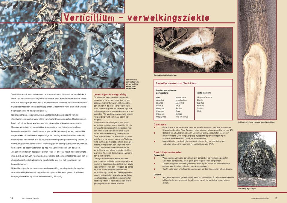 Net als iepenziekte is Verticillium een vaatparasiet, die verstopping van de (hout)vaten en daardoor verwelking van de plant kan veroorzaken.