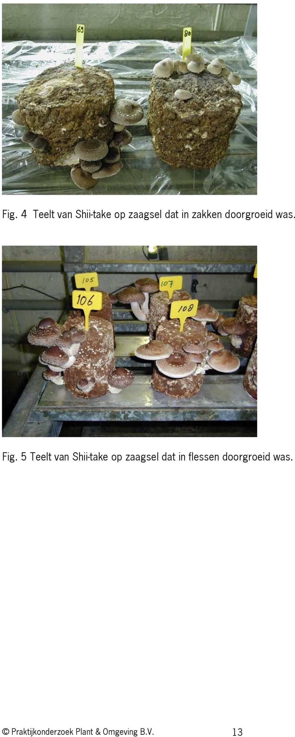 5 Teelt van Shii-take op zaagsel dat in