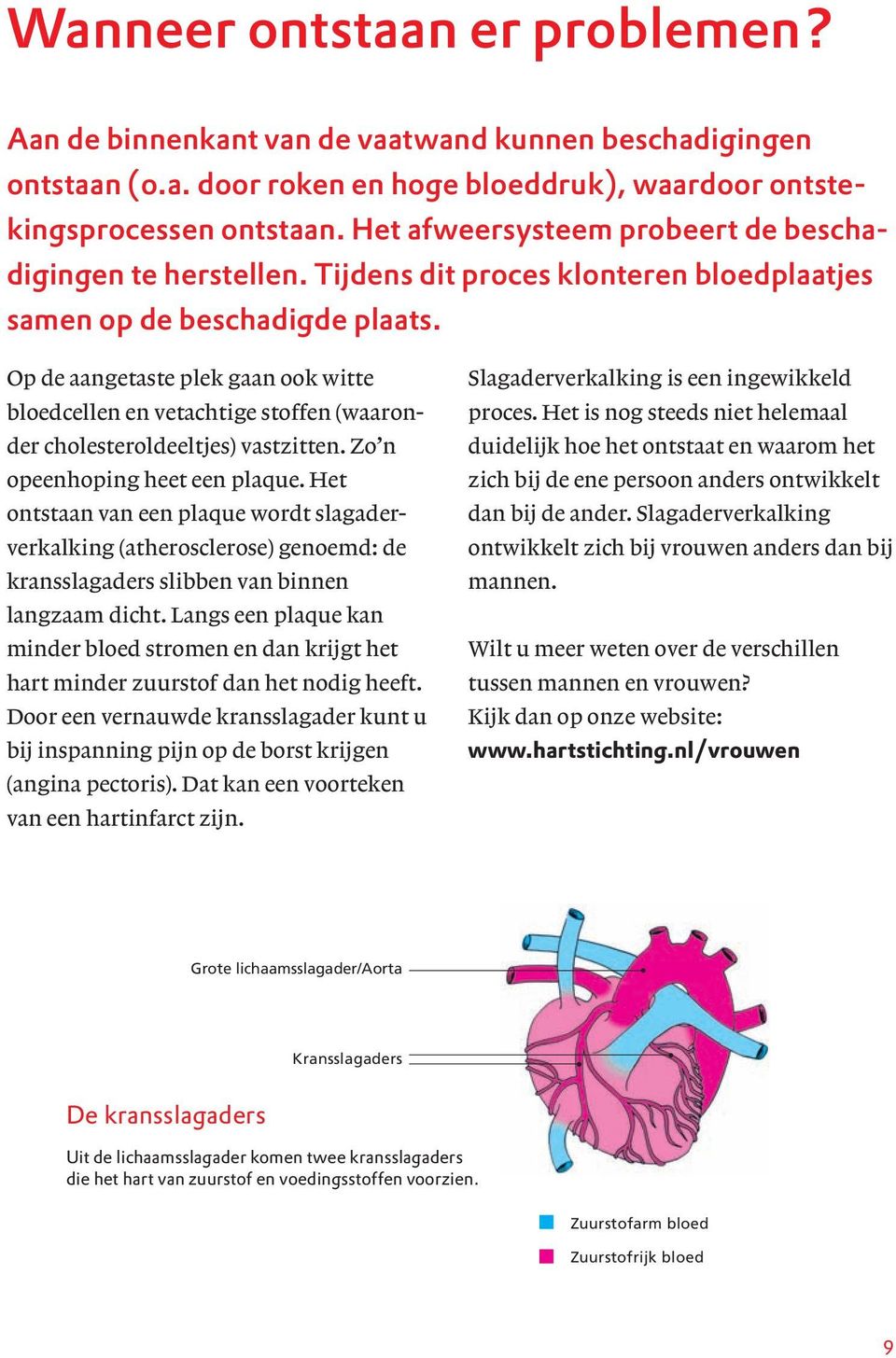 Op de aangetaste plek gaan ook witte bloedcellen en vetachtige stoffen (waaronder cholesteroldeeltjes) vastzitten. Zo n opeenhoping heet een plaque.