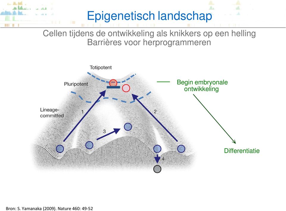 voor herprogrammeren Begin embryonale ontwikkeling