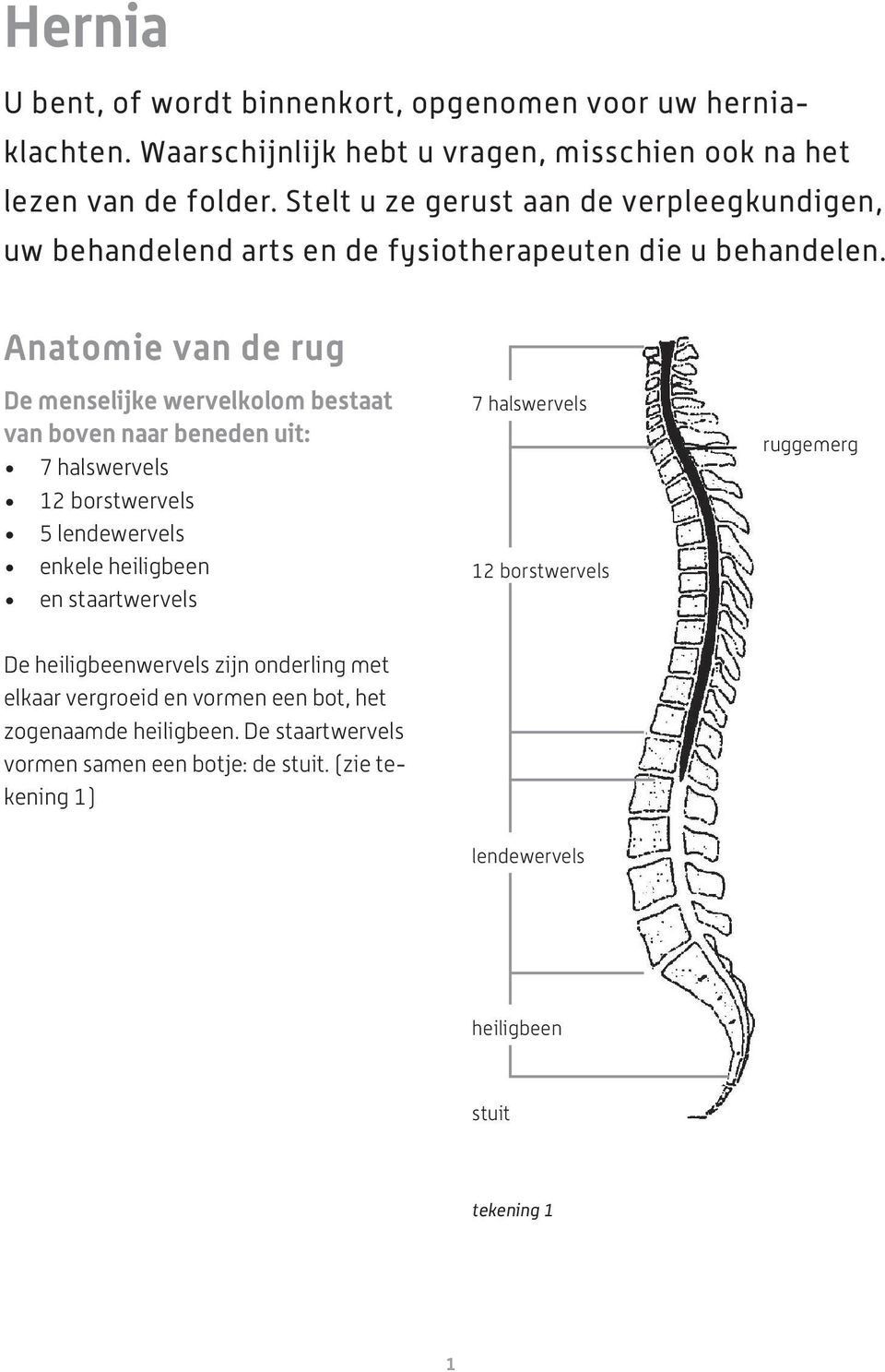 Anatomie van de rug De menselijke wervelkolom bestaat van boven naar beneden uit: 7 halswervels 12 borstwervels 5 lendewervels enkele heiligbeen en staartwervels 7