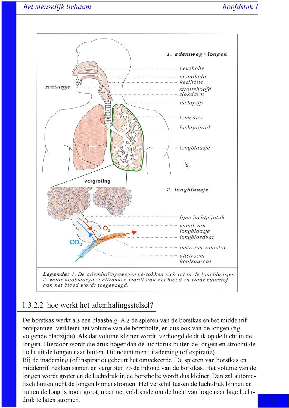 Als dat volume kleiner wordt, verhoogd de druk op de lucht in de longen. Hierdoor wordt die druk hoger dan de luchtdruk buiten de longen en stroomt de lucht uit de longen naar buiten.