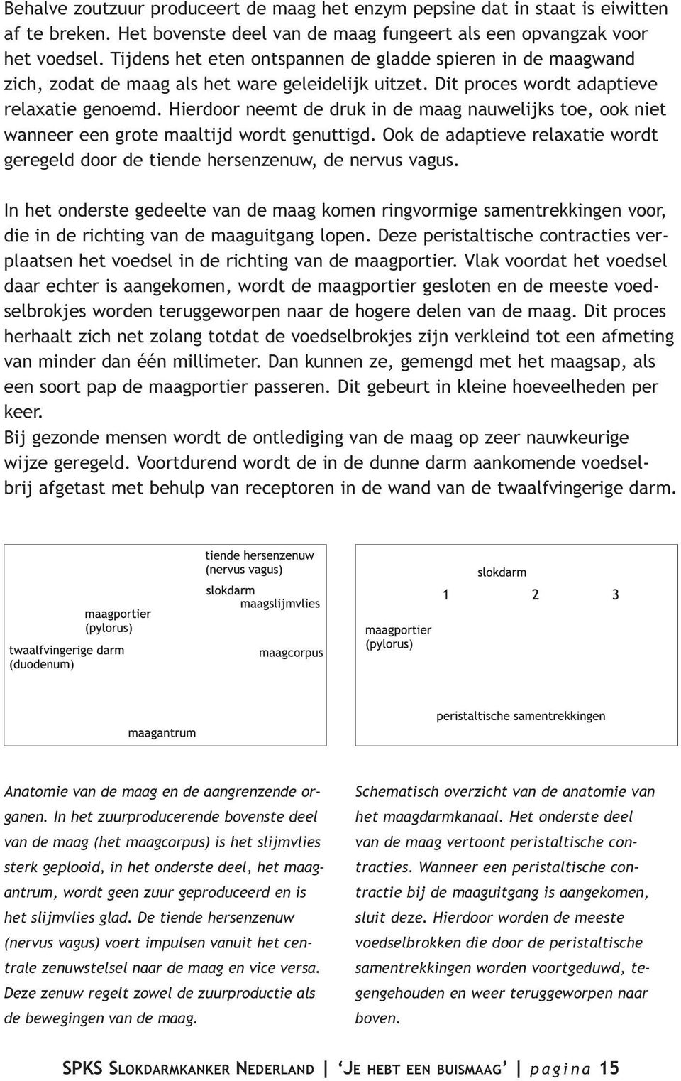 Hierdoor neemt de druk in de maag nauwelijks toe, ook niet wanneer een grote maaltijd wordt genuttigd. Ook de adaptieve relaxatie wordt geregeld door de tiende hersenzenuw, de nervus vagus.