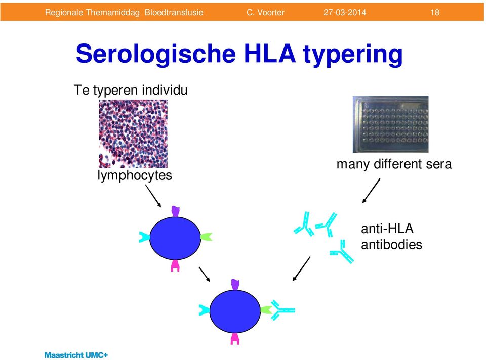 individu lymphocytes