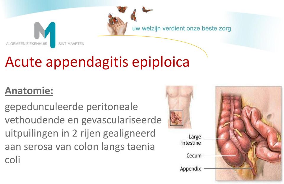 gevasculariseerde uitpuilingen in 2 rijen