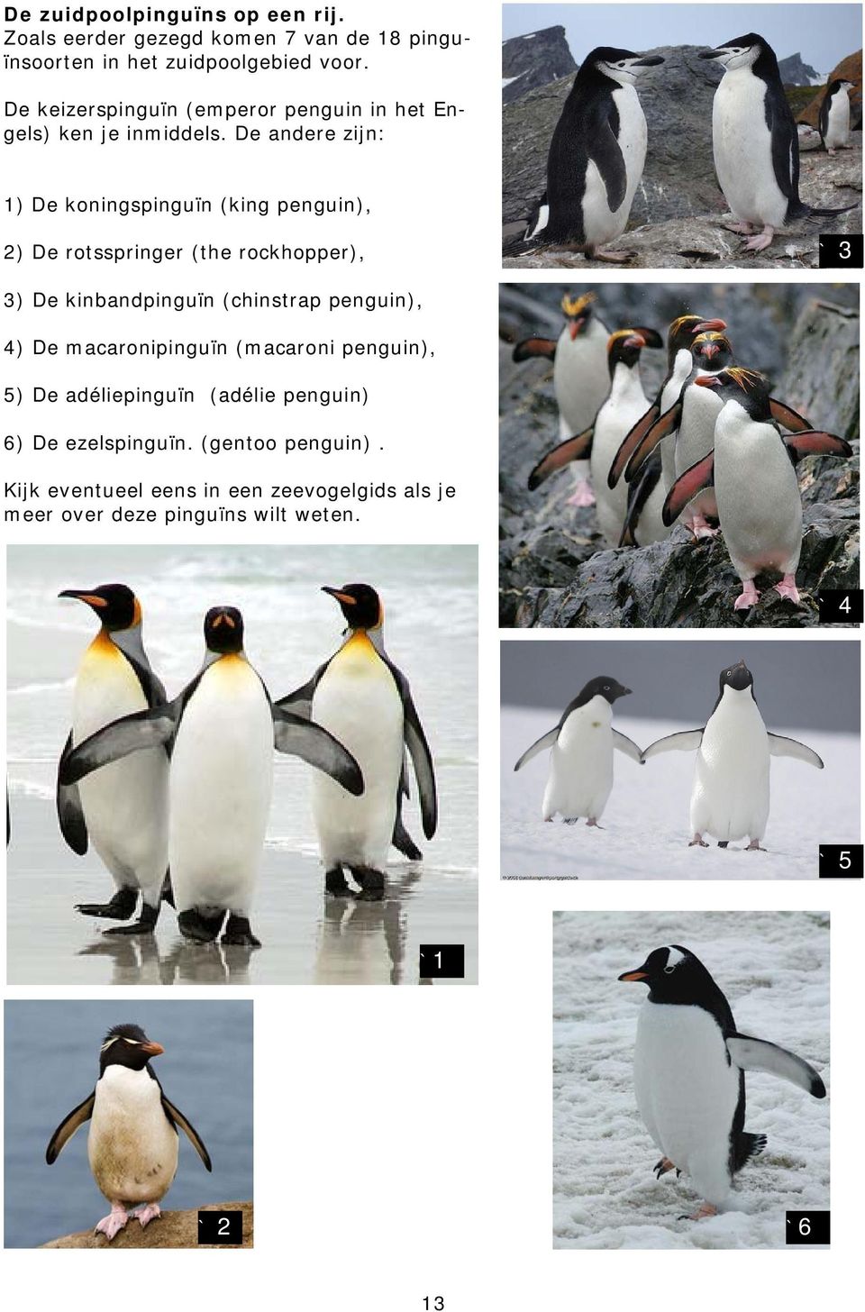 De andere zijn: 1) De koningspinguïn (king penguin), 2) De rotsspringer (the rockhopper), ` 3 3) De kinbandpinguïn (chinstrap