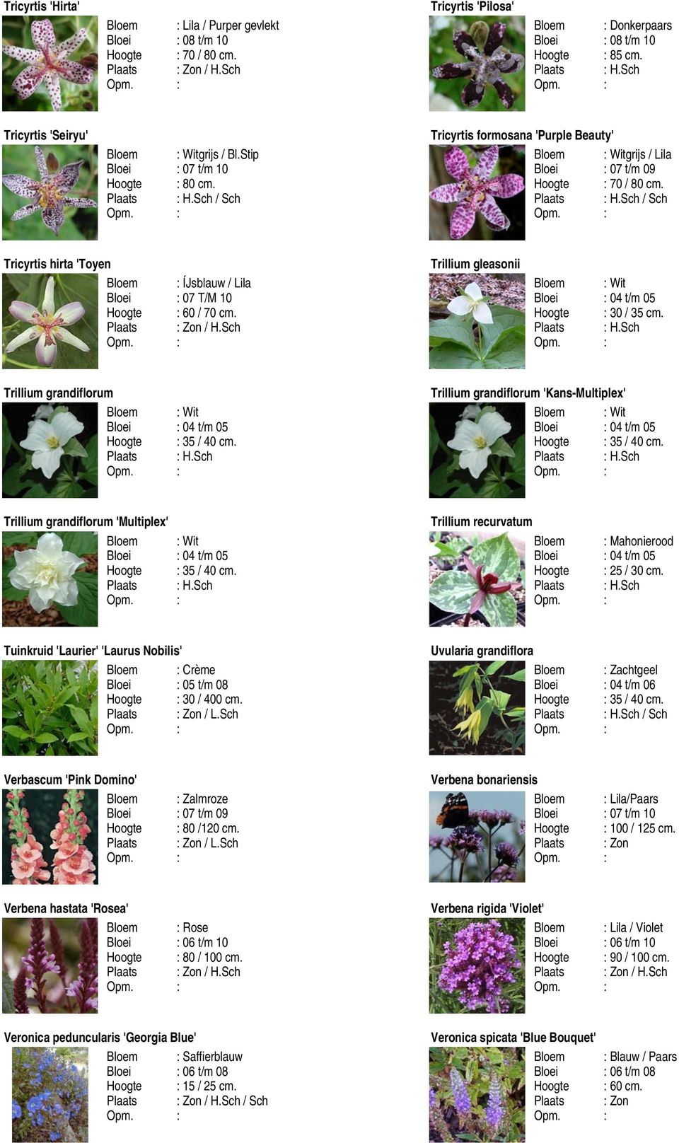 05 Trillium grandiflorum 'Kans-Multiplex' Bloei : 04 t/m 05 Trillium grandiflorum 'Multiplex' Bloei : 04 t/m 05 Trillium recurvatum Bloem : Mahonierood Bloei : 04 t/m 05 Tuinkruid 'Laurier' 'Laurus