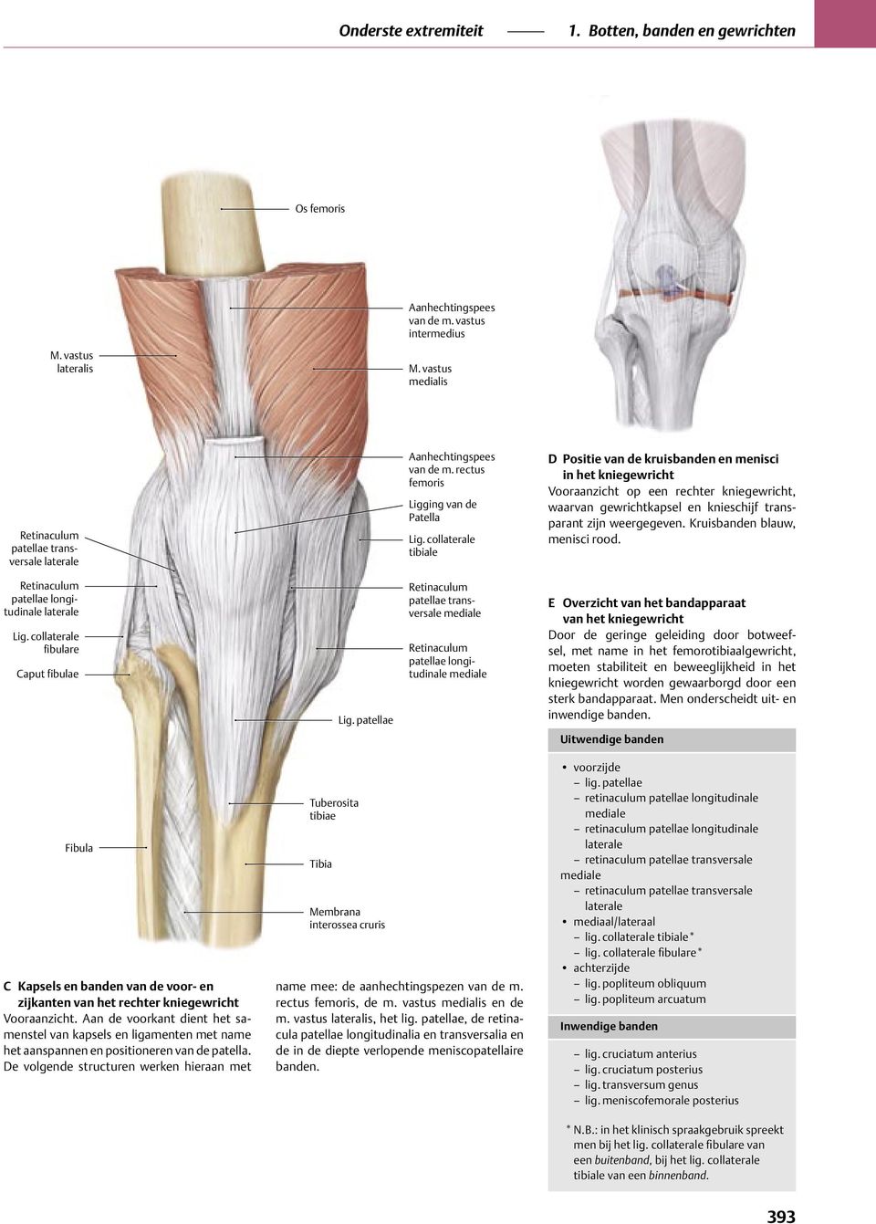 E Overzicht van het bandapparaat van het kniegewricht Door de geringe geleiding door botweefsel, met name in het femorotibiaalgewricht, moeten stabiliteit en beweeglijkheid in het kniegewricht worden