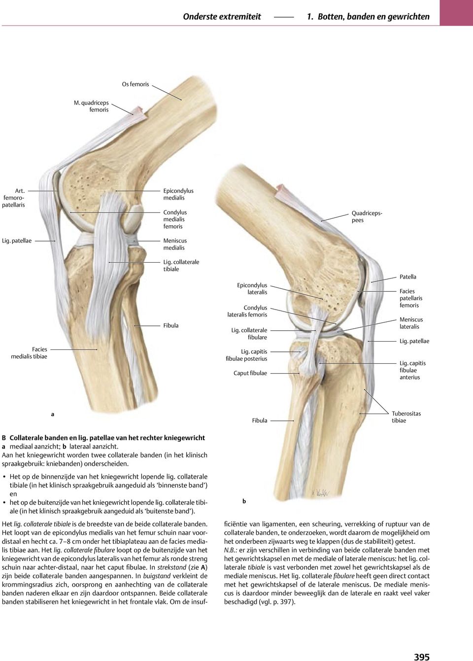 collaterale tibiale (in het klinisch spraakgebruik aangeduid als binnenste band ) en het op de buitenzijde van het kniegewricht lopende lig.
