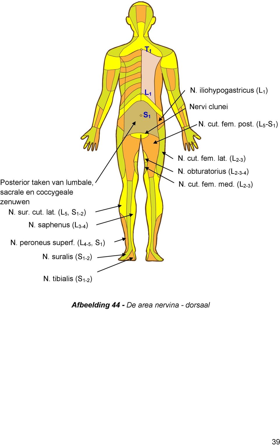 sur. cut. lat. (L 5, S 1-2 ) N. cut. fem. med. (L 2-3 ) N. saphenus (L 3-4 ) N. peroneus superf.