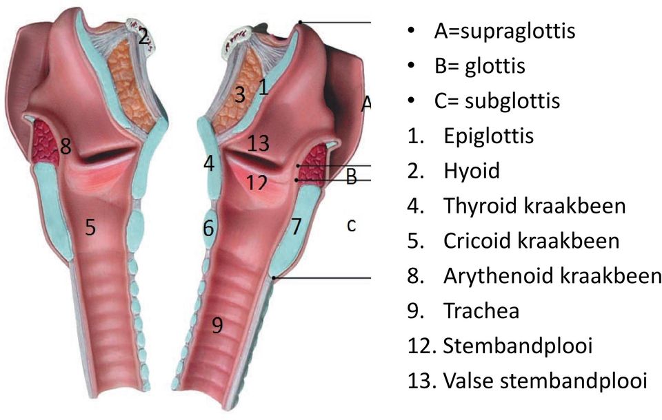 Cricoid kraakbeen 8. Arythenoid kraakbeen 9.