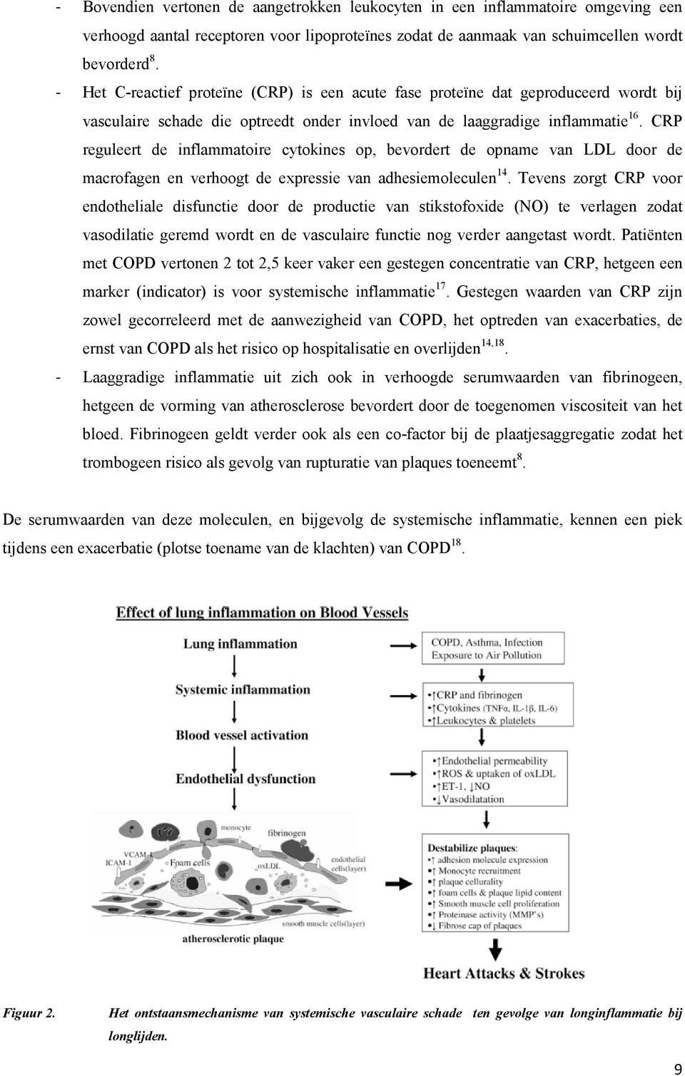 CRP reguleert de inflammatoire cytokines op, bevordert de opname van LDL door de macrofagen en verhoogt de expressie van adhesiemoleculen 14.