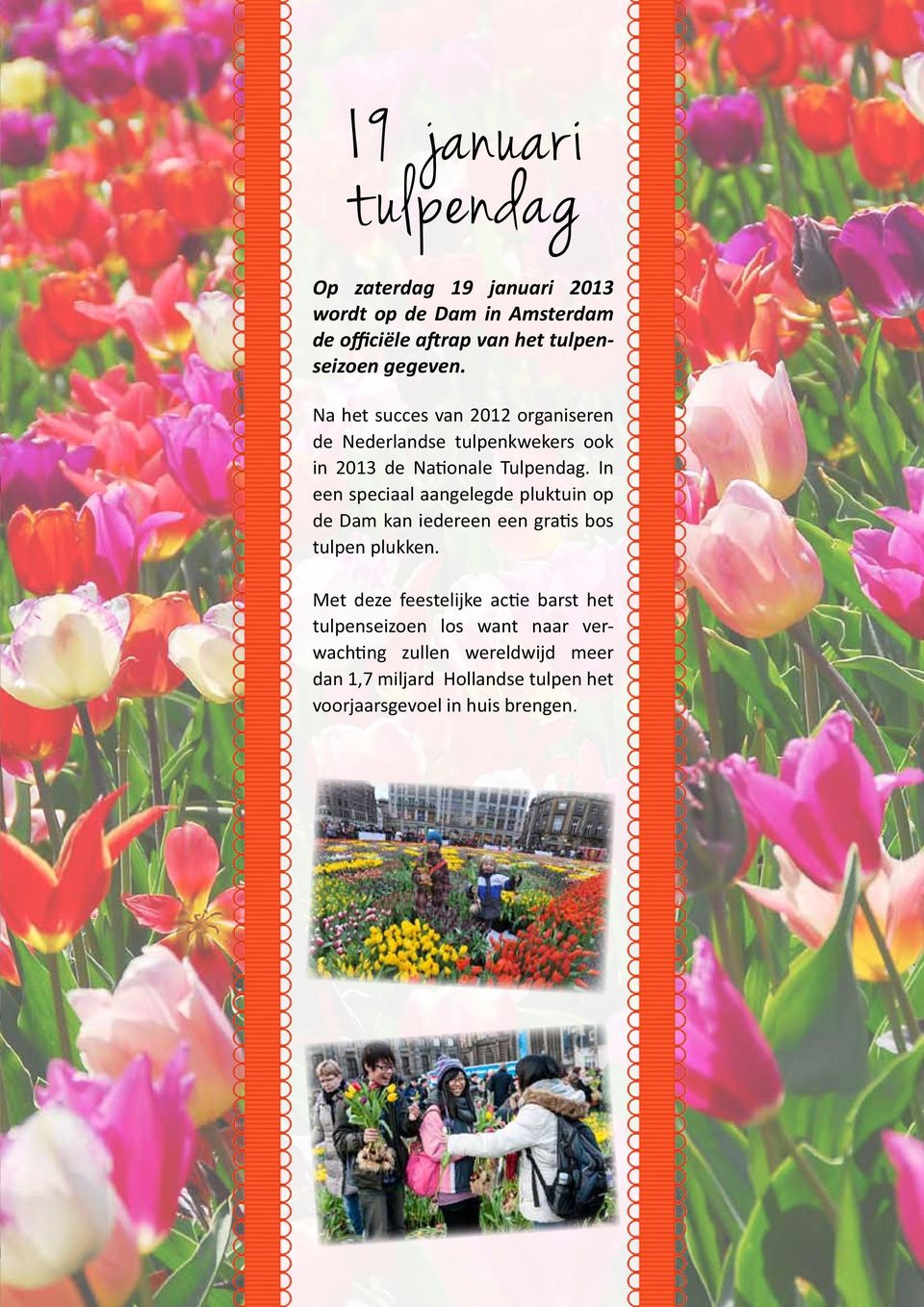 In een speciaal aangelegde pluktuin op de Dam kan iedereen een gratis bos tulpen plukken.