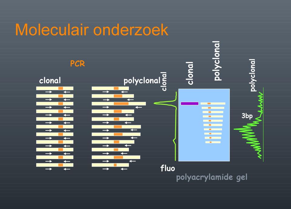 PCR clonal Moleculair
