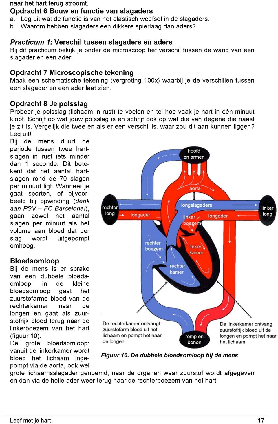 Practicum 1: Verschil tussen slagaders en aders Bij dit practicum bekijk je onder de microscoop het verschil tussen de wand van een slagader en een ader.