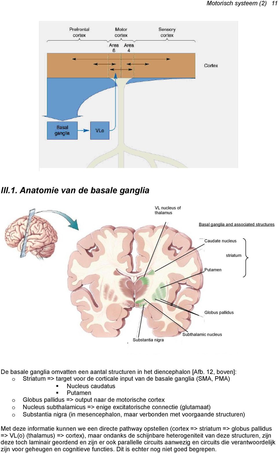 Anatomie van de basale ganglia VL nucleus of thalamus Basal ganglia and associated structures Caudate nucleus striatum Putamen Globus pallidus Subthalamic nucleus Substantia nigra De basale ganglia