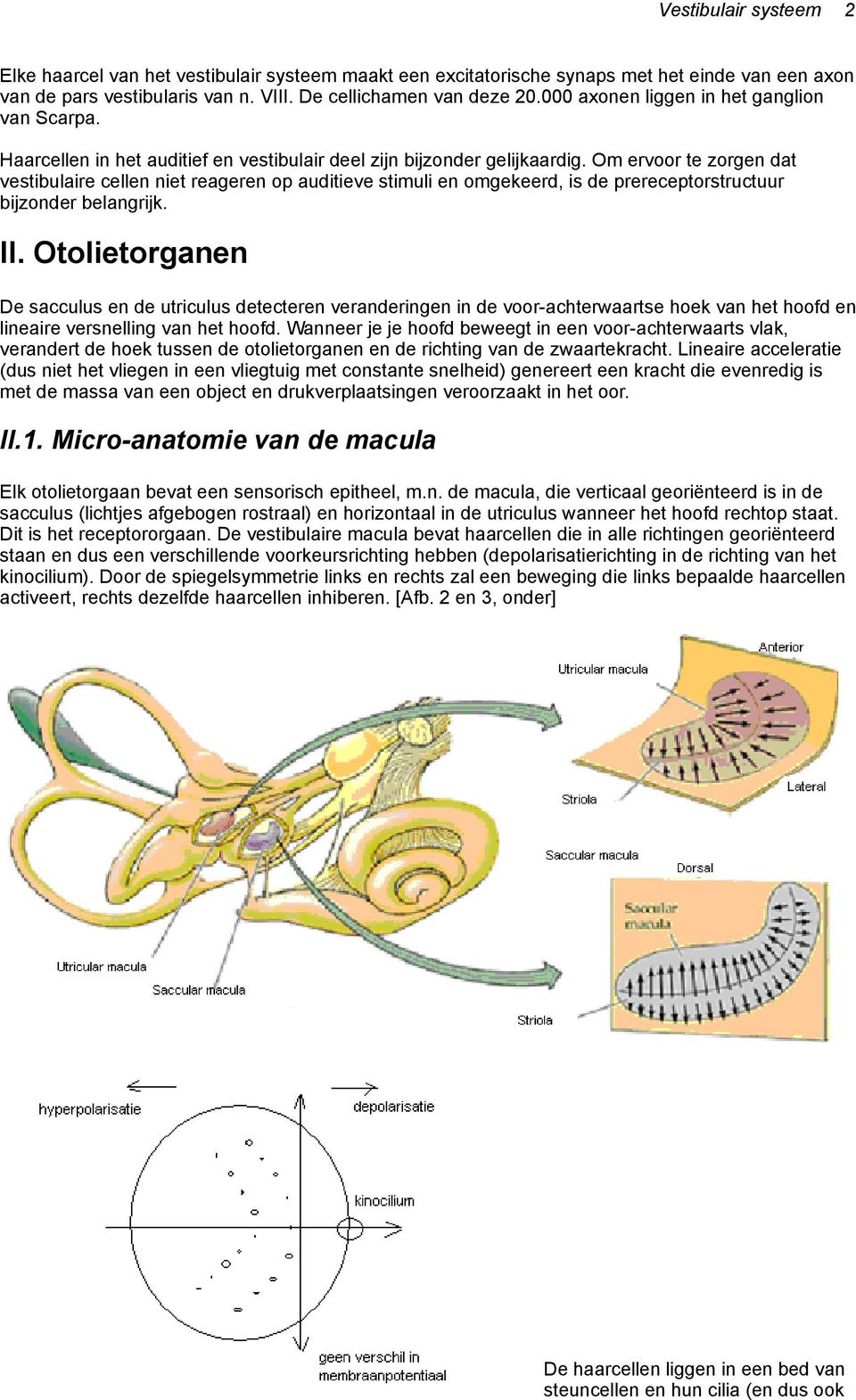 Om ervoor te zorgen dat vestibulaire cellen niet reageren op auditieve stimuli en omgekeerd, is de prereceptorstructuur bijzonder belangrijk. II.