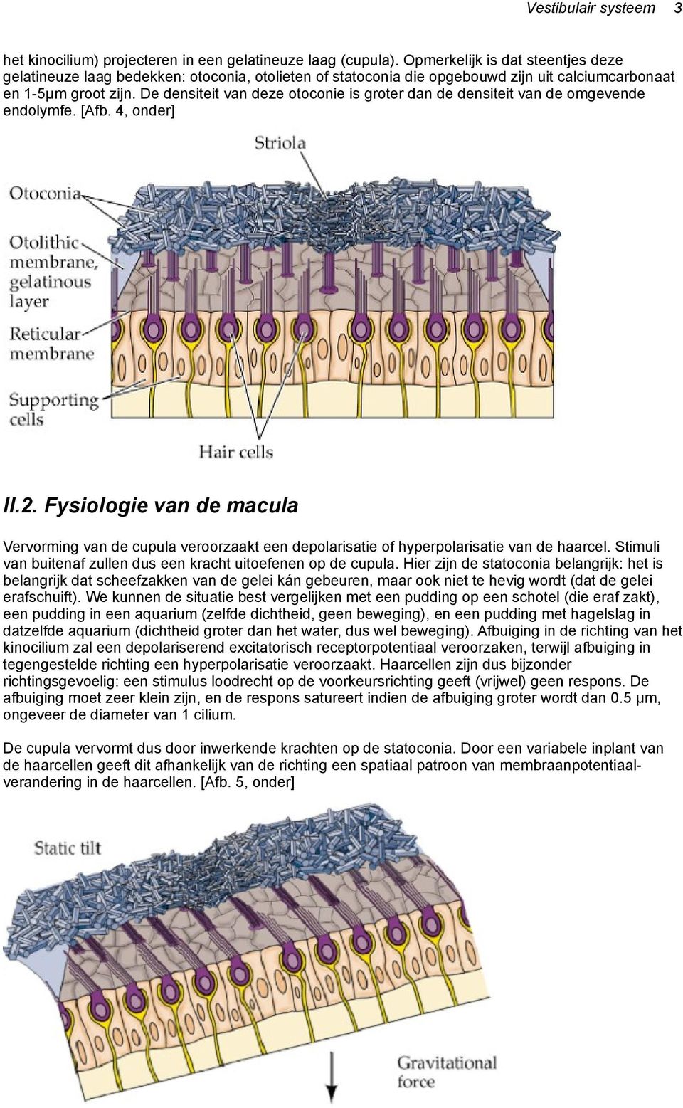 De densiteit van deze otoconie is groter dan de densiteit van de omgevende endolymfe. [Afb. 4, onder] II.2.