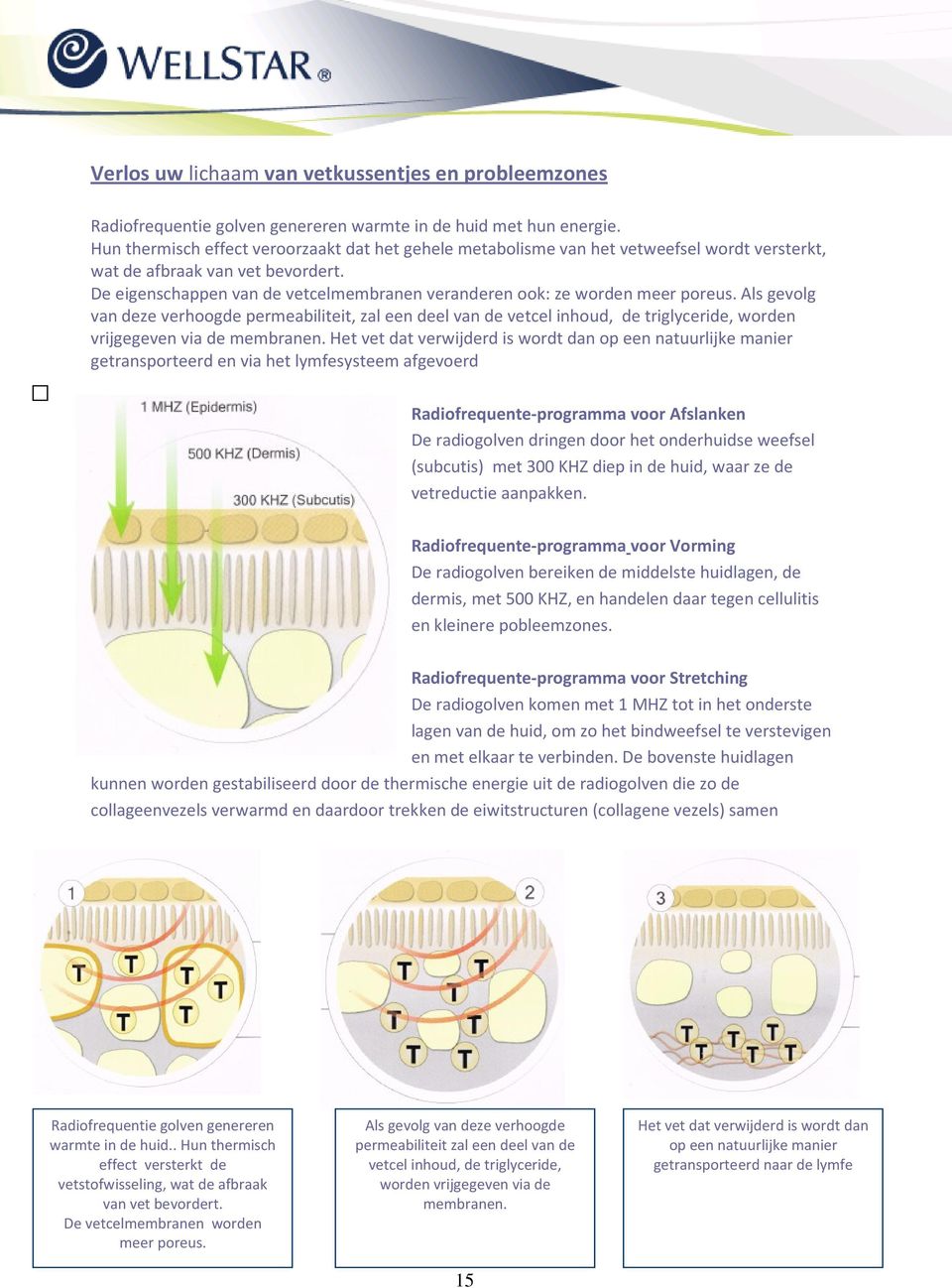 De eigenschappen van de vetcelmembranen veranderen ook: ze worden meer poreus.